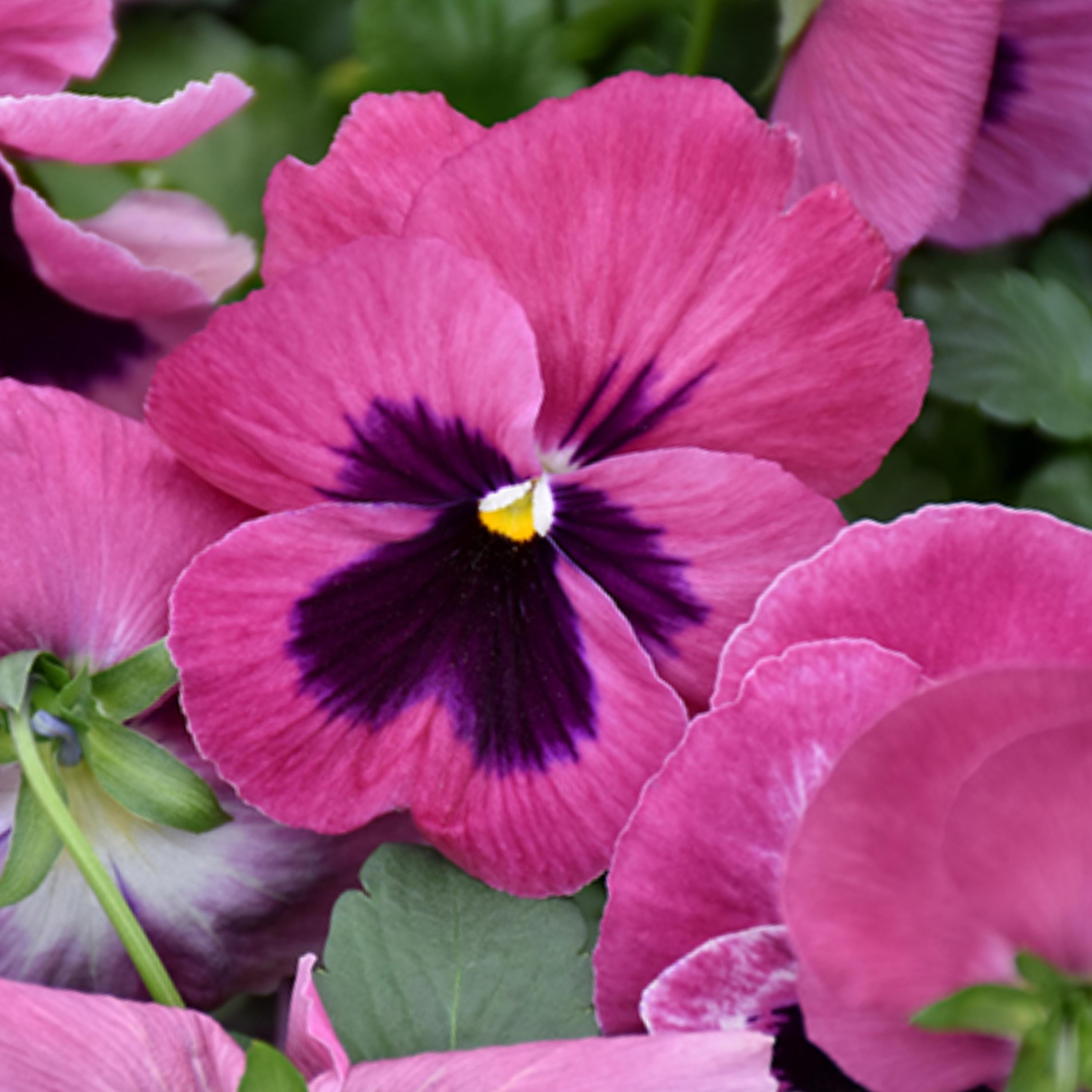 Raspberry Blotch Pansy Swiss Giant Viola Wittrockiana Pink Seeds