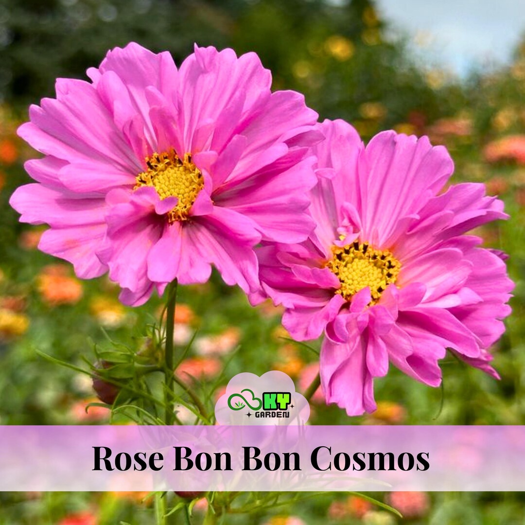 Rose Bon Bon Cosmos Seeds - Bright Pink Double Blooms - Garden Flower ...