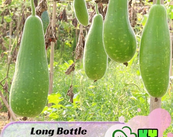 Long Bottle Gourd Seeds for Planting – Ridge Gourd - Calabash - Lauki - Easy to Grow - Heirloom - High Yield - Non-GMO - 5s - New 5-6