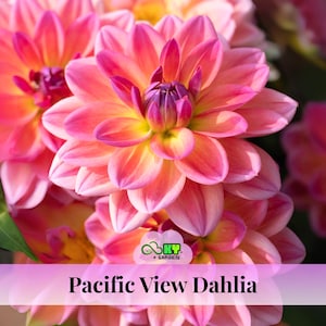 Pacific View Dahlia Seeds - Attracts Pollinators, Long Blooming Season, Vibrant Colors, Excellent Cut Flower, Plant in Spring