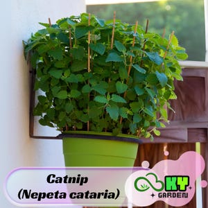 May include: A green pot with a leafy green catnip plant (Nepeta cataria) growing in it. The pot is hanging on a white wall with a brown wooden surface behind it. The text "Catnip (Nepeta cataria)" is written in black text on a pink and white background. The text "KY GARDEN" is written in white text on a green and white background.