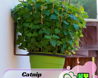 Puede incluir: Una maceta verde con una planta de hierba gatera (Nepeta cataria) de hojas verdes creciendo en ella. La maceta está colgada en una pared blanca con una superficie de madera marrón detrás. El texto "Catnip (Nepeta cataria)" está escrito en negro sobre un fondo rosa y blanco. El texto "KY GARDEN" está escrito en blanco sobre un fondo verde y blanco.