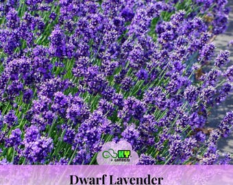 May include: A close-up of a vibrant field of Dwarf Lavender plants. The image showcases dense clusters of purple flowers with green stems and leaves. The text "Dwarf Lavender" is displayed on a purple banner.