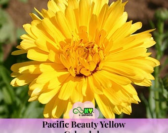 Pacific Beauty Yellow Calendula Seeds - Edible, Attracts Pollinators, Drought Tolerant, Cold Hardy  - Plant in Spring/Summer