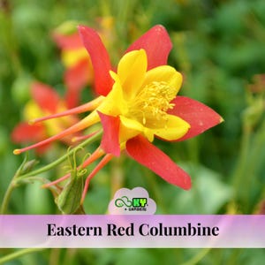 Texas Yellow Bell Bush, Gold Star Esperenza, Trumpet Flower