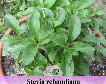 Stevia rebaudiana Seeds – Natural Sweet Leaf Plant for Home Garden |  Sugar Substitute | Easy to Grow Herb Seeds - 25s - New 5-16