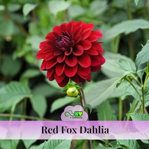 Red Fox Dahlia Seeds- Showy Blooms, Attracts Pollinators, Long Blooming Season, Vibrant Colors, Excellent Cut Flower, Plant in Spring