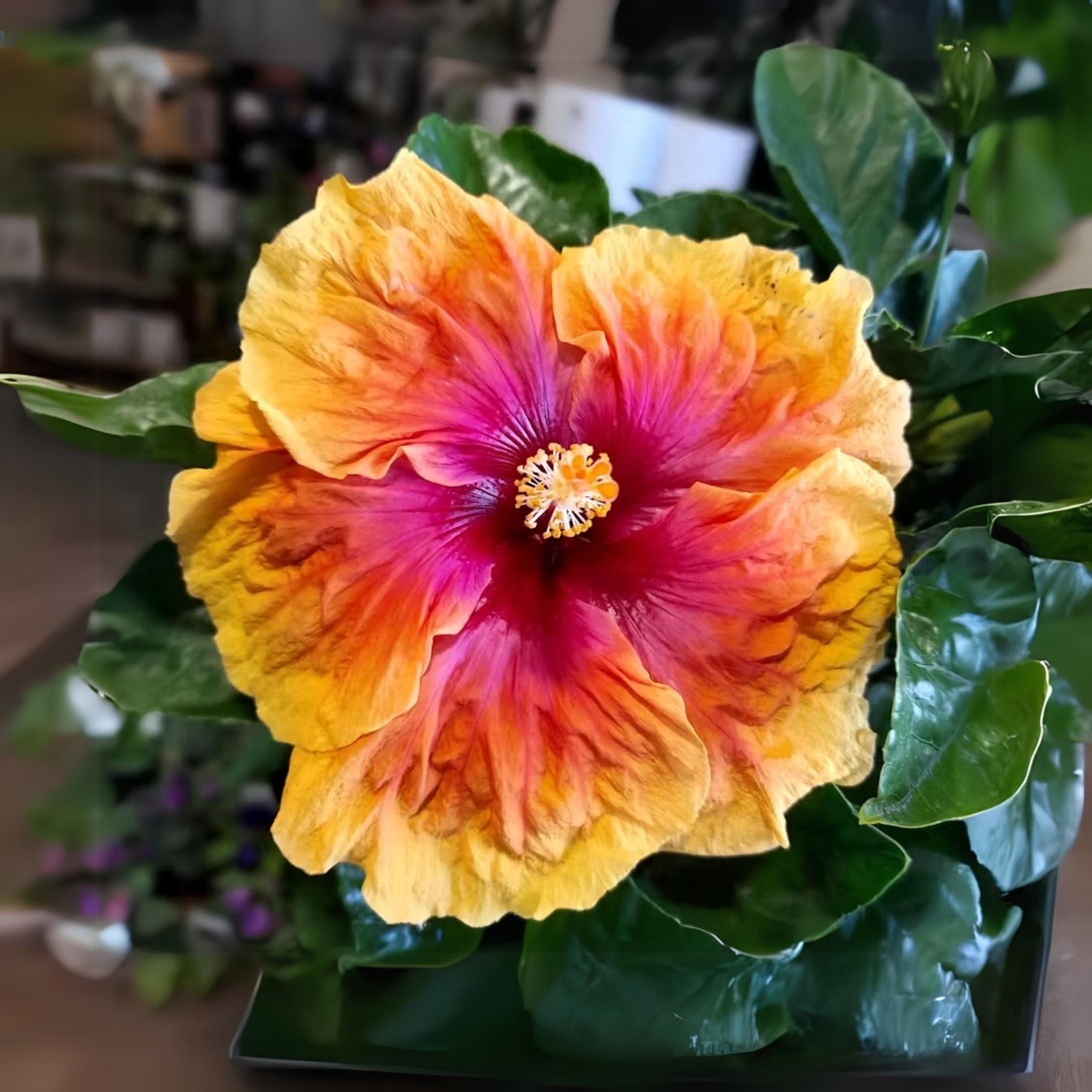 Tahitian Sunset Hibiscus Seeds - Edible, Cold Resistant, Showy