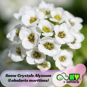 Snow Crystals Alyssum (Lobularia maritima) Seeds - Cold Resistant - Open-Pollinating - Drought Tolerant - Plant in Early Spring #305
