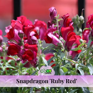 May include: Close-up of vibrant red snapdragon flowers in full bloom. The petals display a rich, deep red hue with hints of pink, complemented by green foliage. The image includes the text "Snapdragon 'Ruby Red'" and a logo.