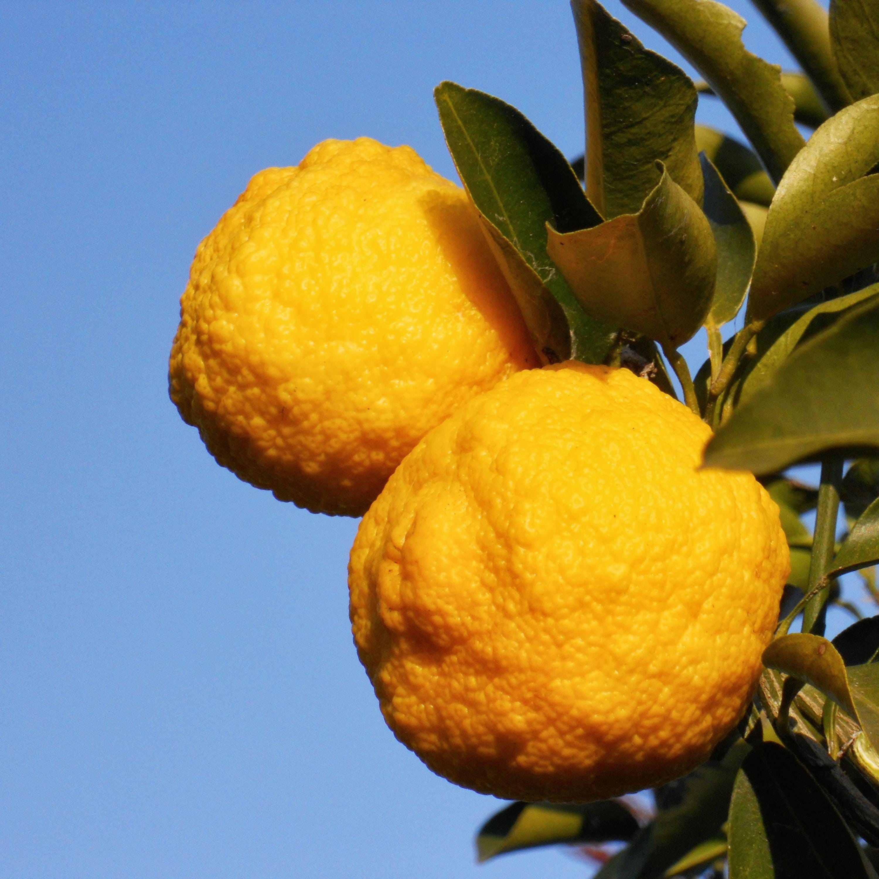 Yuzu Citrus Seeds – Fragrant Lemon Tree Seeds – Japanese Yuzu