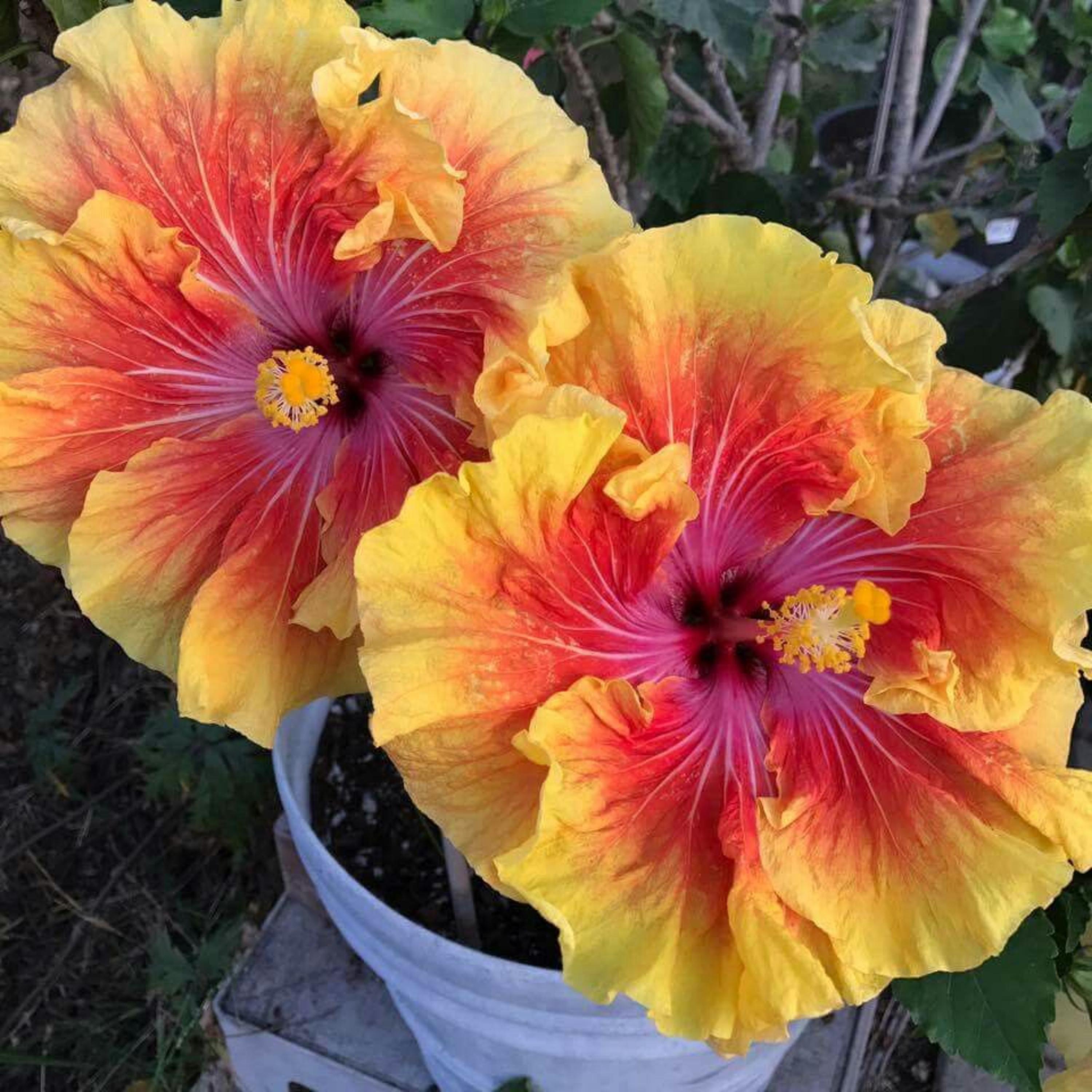Tahitian Sunset Hibiscus Seeds - Edible, Cold Resistant, Showy