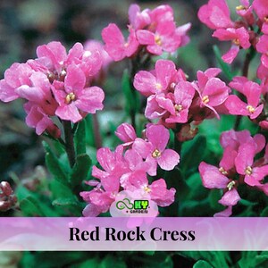 Red Rock Cress - Arabis Seeds - Showy Blooms, Ground Cover, Early Flowering, Attracts Pollinators, Compact Growth - Plant in Spring/Fall