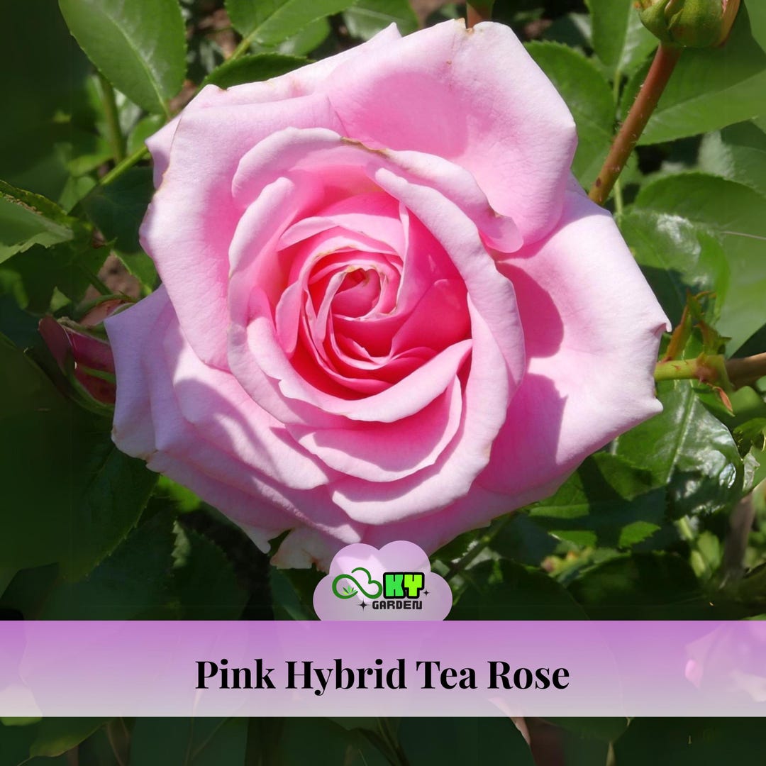 Pink Tea Roes 15s|pink Hybrid Tea Rose Seeds - Cold Resistant, Open-pollinating ...