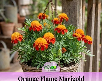 Orange Flame Marigold Seeds - Edible -Open-Pollinating -Potted -Draft Resistant -Cold Resistant -Dwarf -Plant in Spring/After frost