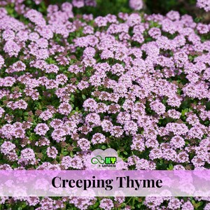May include: A close-up of creeping thyme, a ground cover plant, with small, light purple flowers. The image shows a dense mat of the plant, with green foliage visible beneath the blooms. The text "Creeping Thyme" is displayed at the bottom.