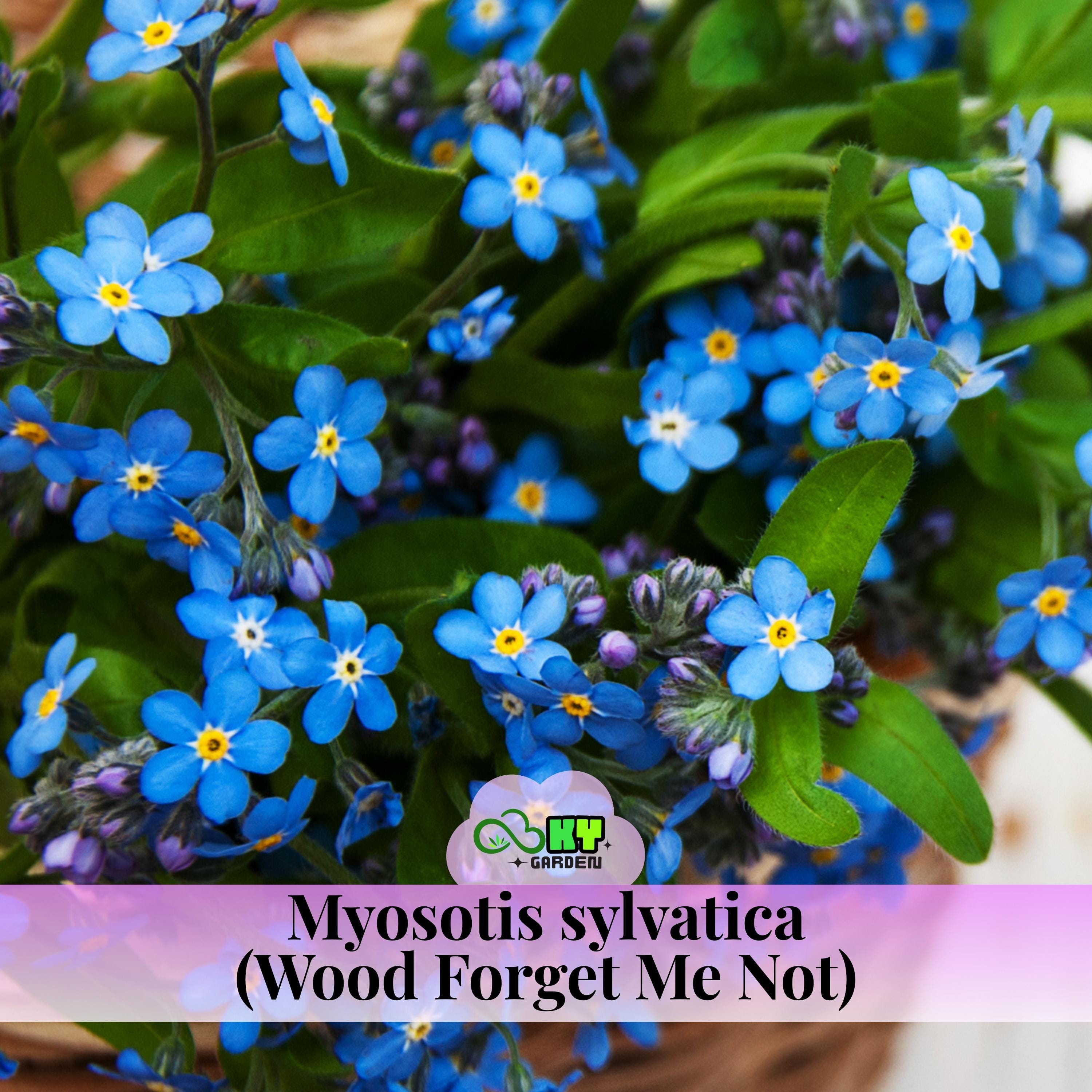 Myosotis Sylvatica (wood Forget Me Not) Seeds - Attracts Pollinators, Cold  Resistant, Ornamental Ground Cover - Plant in Spring/fall - Etsy