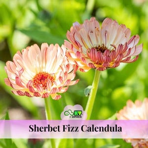 May include: Close-up of two Sherbet Fizz Calendula flowers with peach and red petals. The flowers have a yellow center and are set against a blurred green background. The text "Sherbet Fizz Calendula" is at the bottom.