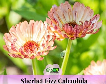 May include: Close-up of two Sherbet Fizz Calendula flowers with peach and red petals. The flowers have a yellow center and are set against a blurred green background. The text "Sherbet Fizz Calendula" is at the bottom.