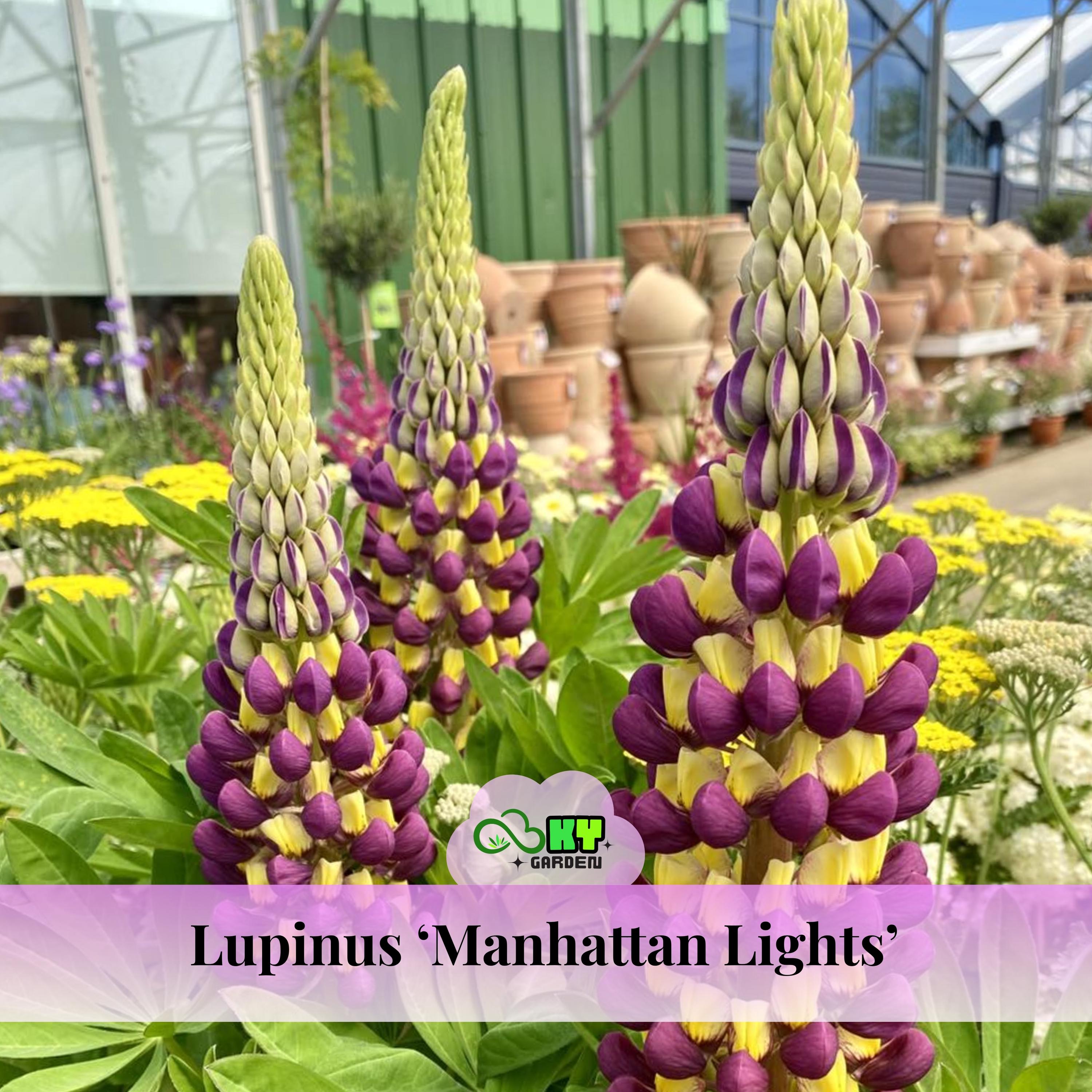 Manhattan Lights Lupine (lupinus 'manhattan Lights') Seeds - Drought  Tolerant,nitrogen Fixer, Attracts Pollinators, Plant in Spring/fall - Etsy