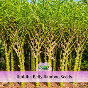 May include: A cluster of Buddha Belly bamboo plants with thick, segmented stalks and vibrant green leaves. The image features a close-up view of the bamboo, showcasing its unique shape and texture. The text "Buddha Belly Bamboo Seeds" is displayed at the bottom.