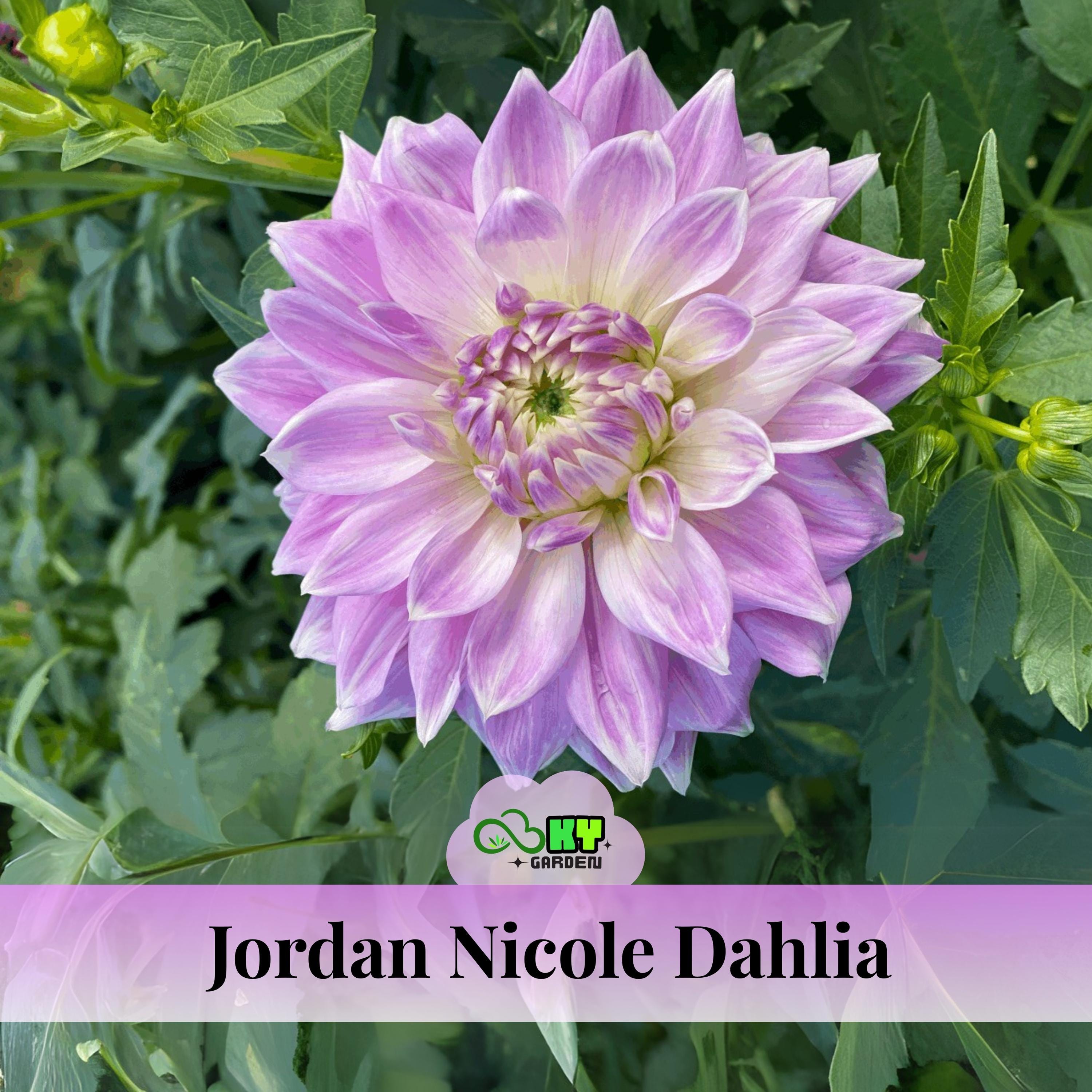 Jordan Nicole Dahlia Seeds - Attracts Pollinators, Long Blooming