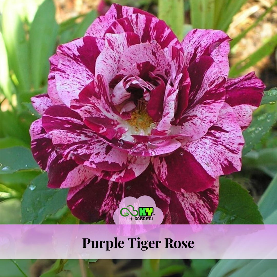 Purple Tiger Rose Seeds – Perennial, Cold Resistant, Open-pollinating ...