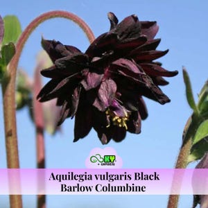 May include: A close-up of a dark purple Aquilegia vulgaris Black Barlow Columbine flower against a blue sky. The flower has multiple layers of petals and yellow stamens. The image includes the text "Aquilegia vulgaris Black Barlow Columbine".