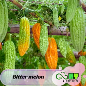 May include: Close-up of bitter melons in various stages of ripeness, from green to orange. The gourds hang from vines, with a few small yellow flowers visible. The image includes the text "Bitter melon" and a garden logo.