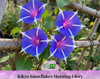 May include: Close-up of four vibrant blue Kikyo Snowflakes Morning Glory flowers with white and pink accents. The flowers are in full bloom, showcasing their intricate petal patterns. The image includes green leaves and a bamboo trellis.
