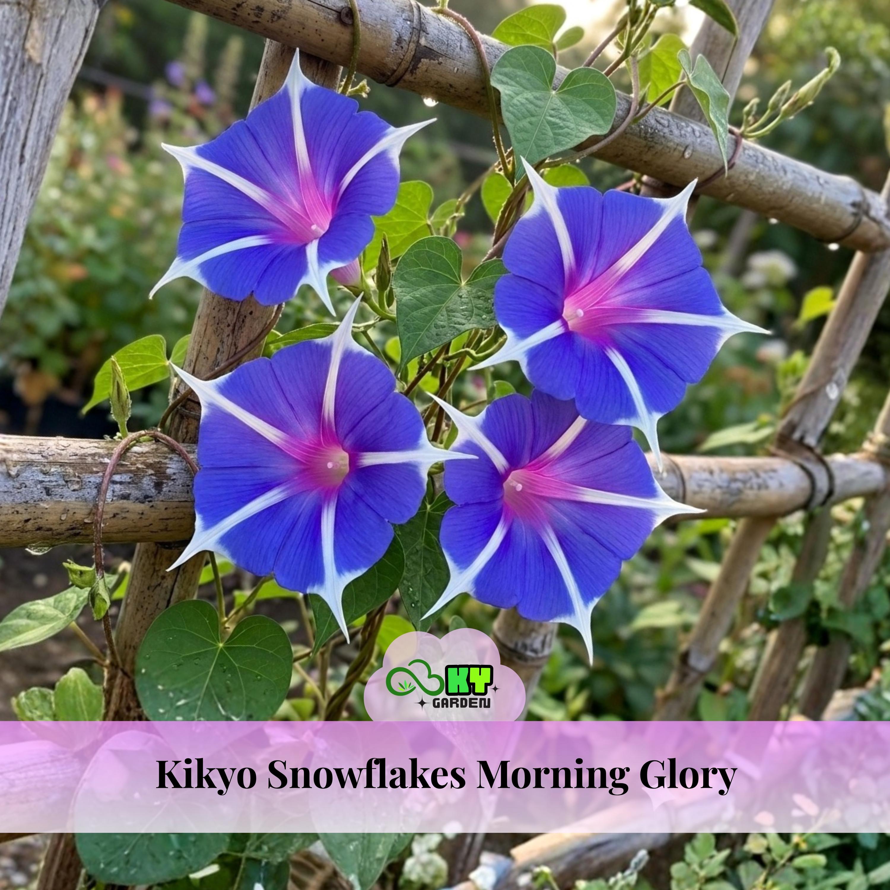 Kikyo Snowflakes Morning Glory Seeds - Fast Growing, Climbing Vine
