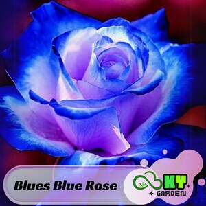 15s|blues Blue Rose Seeds - Perennial, Cold Resistant, Open-pollinating ...