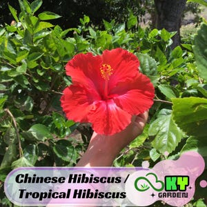 Chinese Hibiscus / Tropical Hibiscus Seeds - Perennial - Cold Resistant, Showy Flowers, Attracts Pollinators - Plant in Spring/ Early Summer