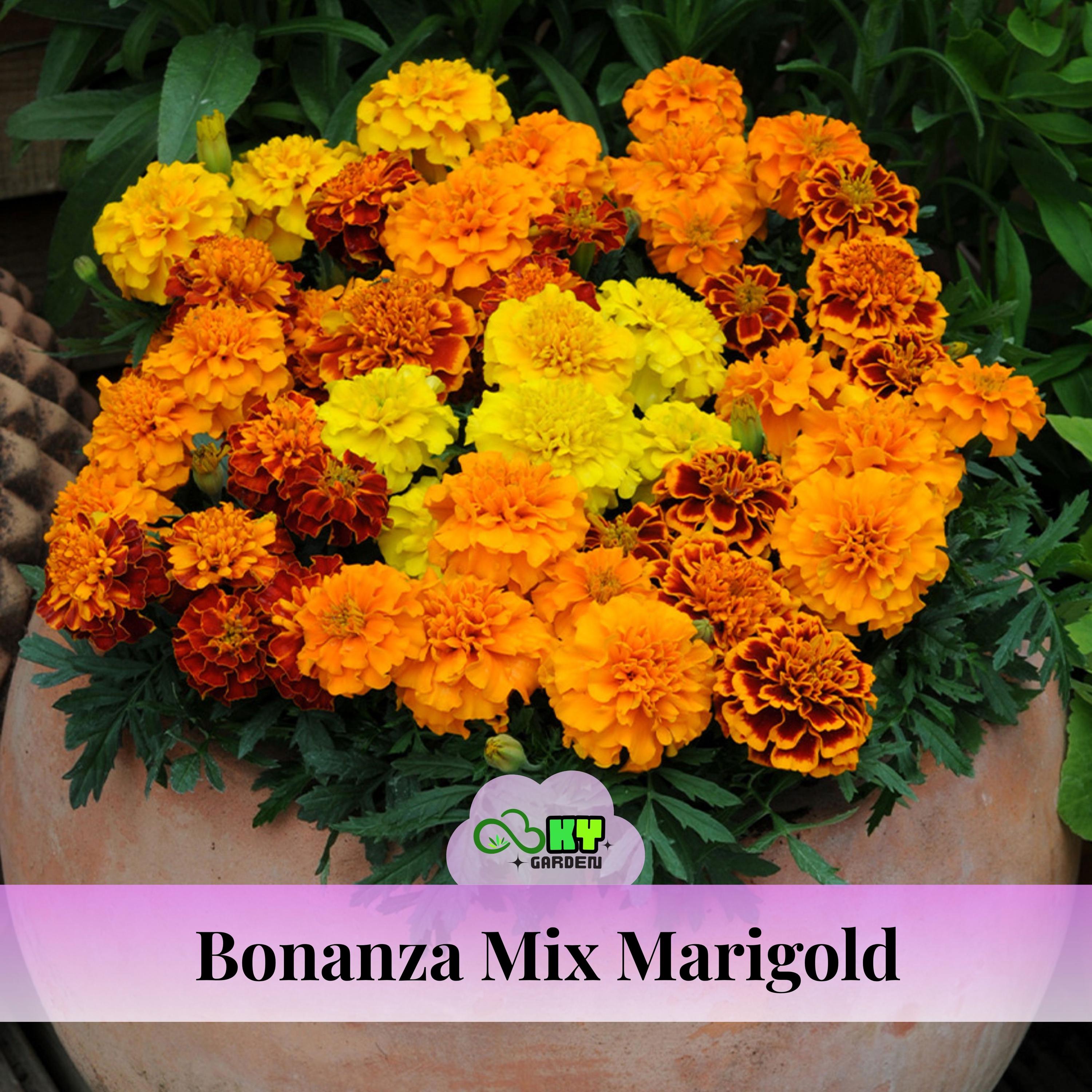Bonanza Mix Marigold Seeds - Edible -open-pollinating - Potted