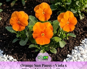 Orange Sun Pansy-viola X Wittrockiana Swiss Giant Seed - Cold