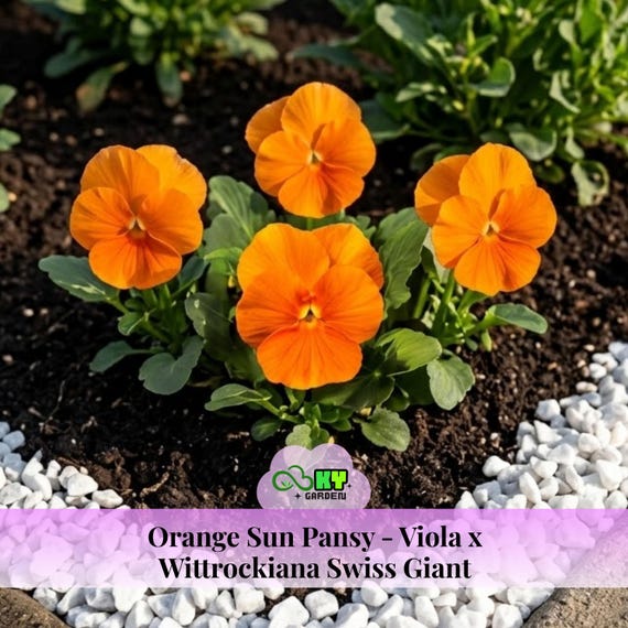 Orange Sun Pansy-viola X Wittrockiana Swiss Giant Seed - Cold