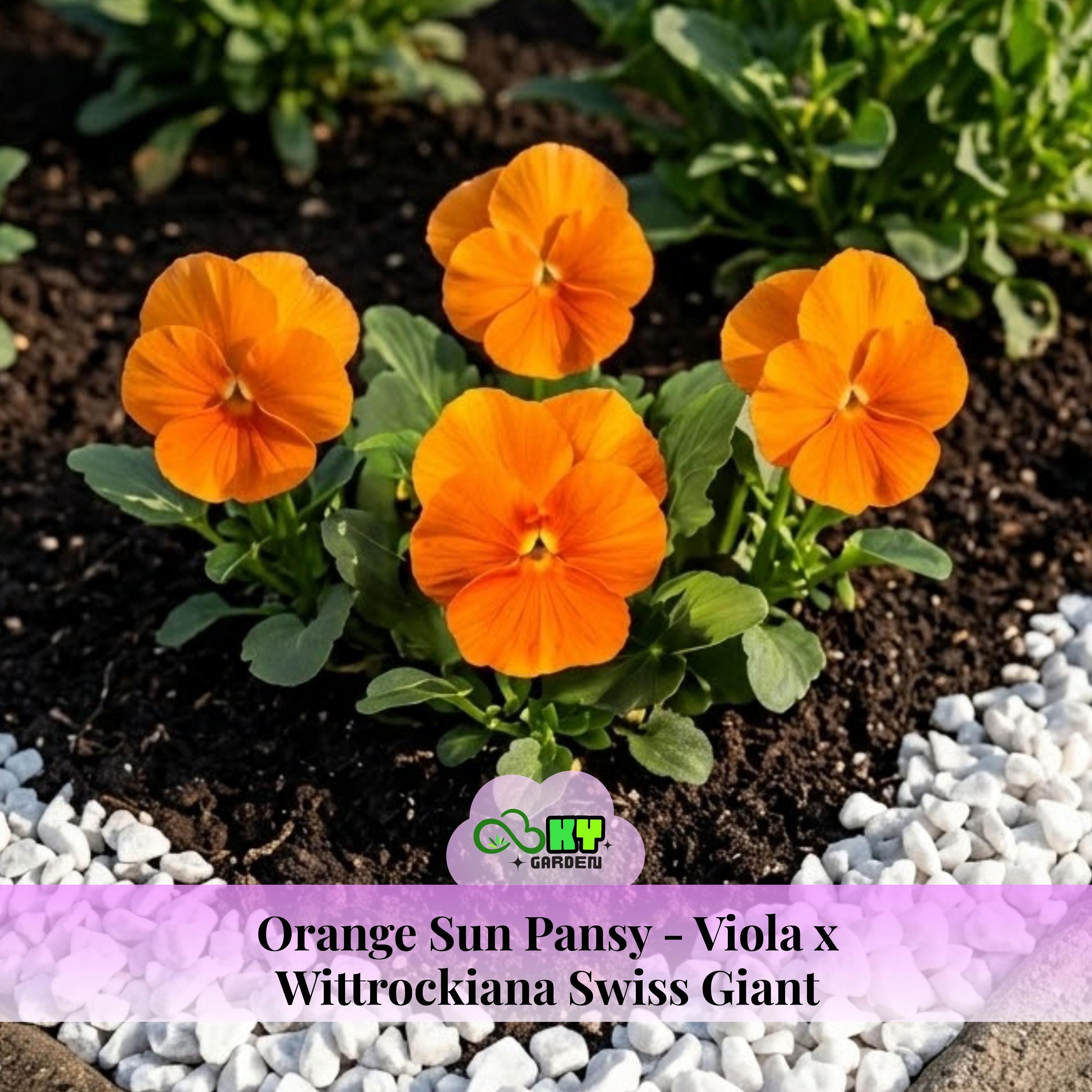 Orange Sun Pansy-viola X Wittrockiana Swiss Giant Seed - Cold