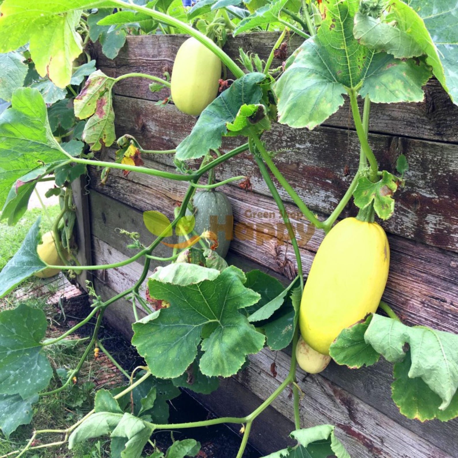 Squashed Spring Spaghetti Winter Squash Seeds - Annual - Edible, High Yield, Open ...