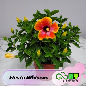 Fiesta Hibiscus Seeds - Perennial - Edible, Cold Resistant, Showy Flowers, Attracts Pollinators - Plant in Spring or Early Summer