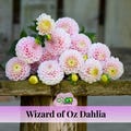 Wizard of Oz Dahlia Seeds - Attracts Pollinators, Long Blooming Season, Vibrant Colors, Excellent Cut Flower, Plant in Spring