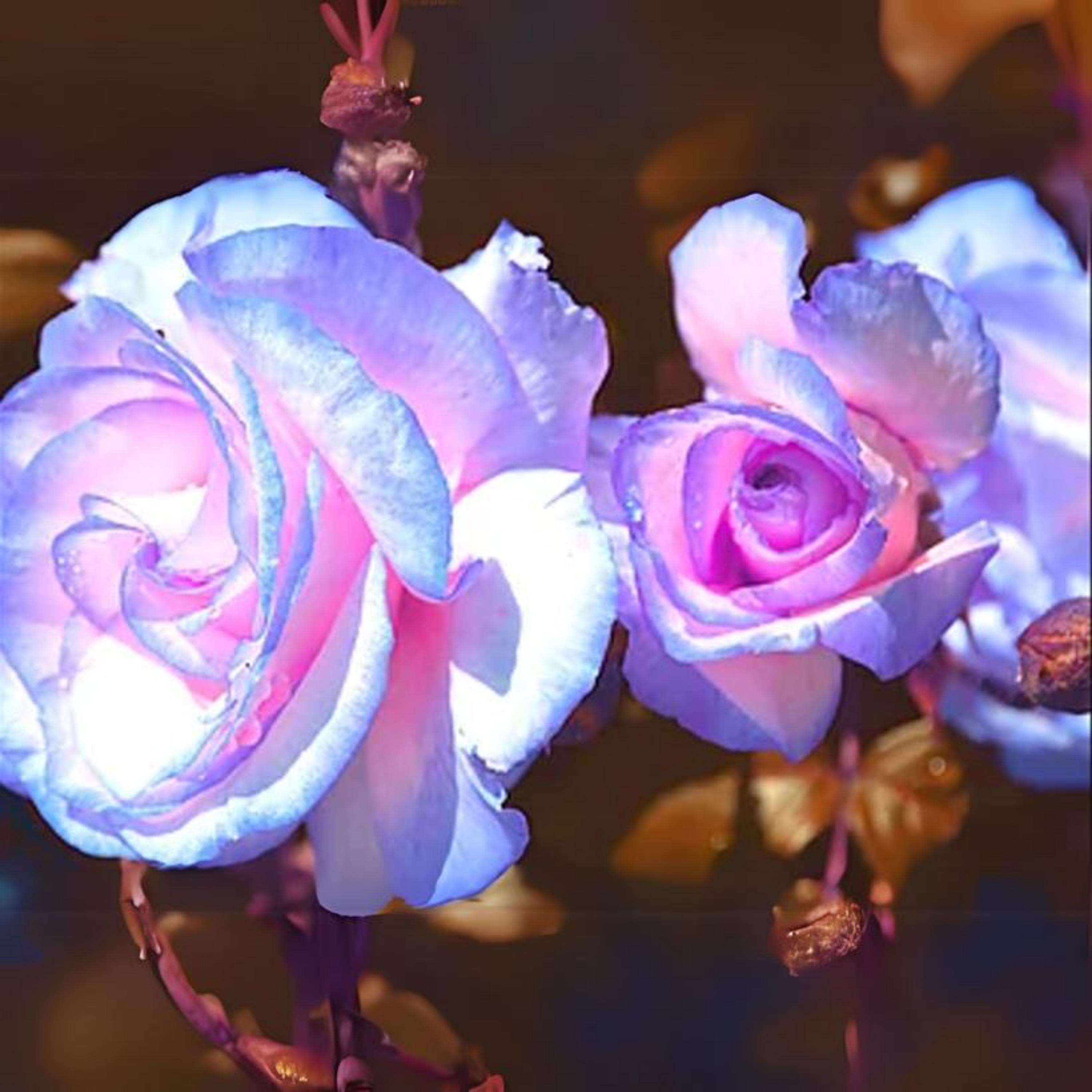 15s|blue Stifling Remorse Rose Seeds - Perennial, Open-pollinating