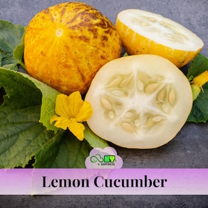 May include: A close-up of lemon cucumbers, one whole and two halves, with a yellow flower and green leaves. The whole cucumber is yellow with brown spots. The cut cucumbers reveal a pale interior with seeds. The text "Lemon Cucumber" is at the bottom.