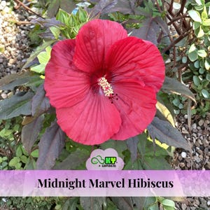 Midnight Marvel Hibiscus Seeds - Edible, Cold Resistant, Showy Flowers, Attracts Pollinators - Plant in Spring or Early Summer