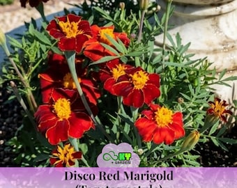 Disco Red Marigold (Tagetes patula) Seeds - Open-Pollinating - Draft Resistant -Cold Resistant -Dwarf -Plant in Spring/After frost