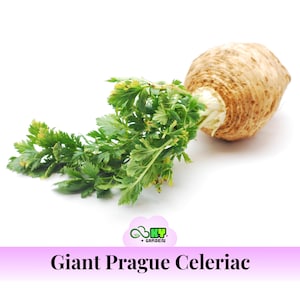 Giant Prague Celeriac Seeds - Heirloom Celery Root - Large Smooth Bulbs - Cool Season Vegetable - High Yield Garden Crop