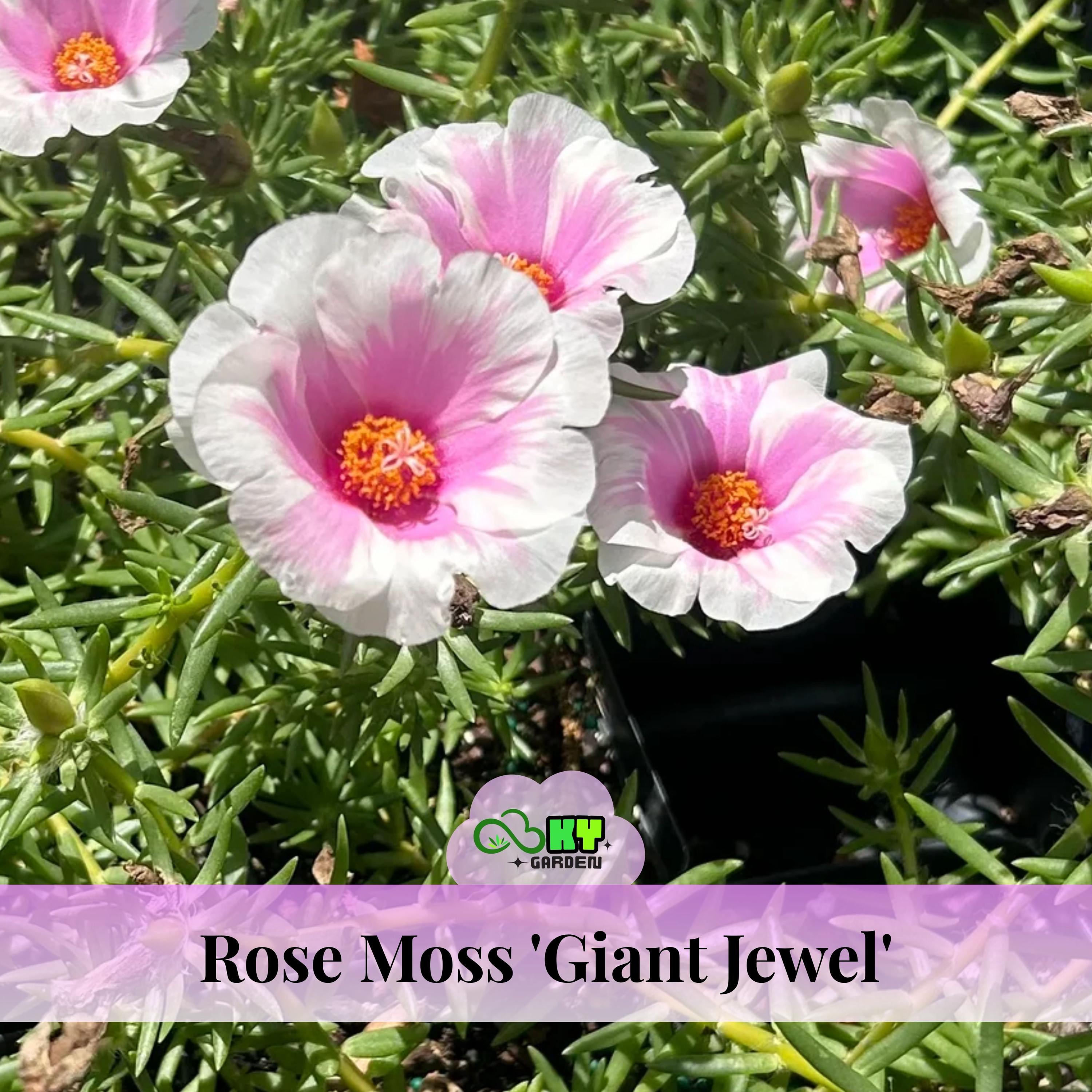 Rose Moss 'giant Jewel' Seeds - Drought Tolerant, Low Maintenance