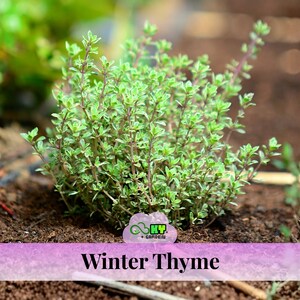 May include: A close-up of a Winter Thyme plant with small green leaves and purple stems. The plant is growing in dark brown soil. The image includes a logo and the text "Winter Thyme".