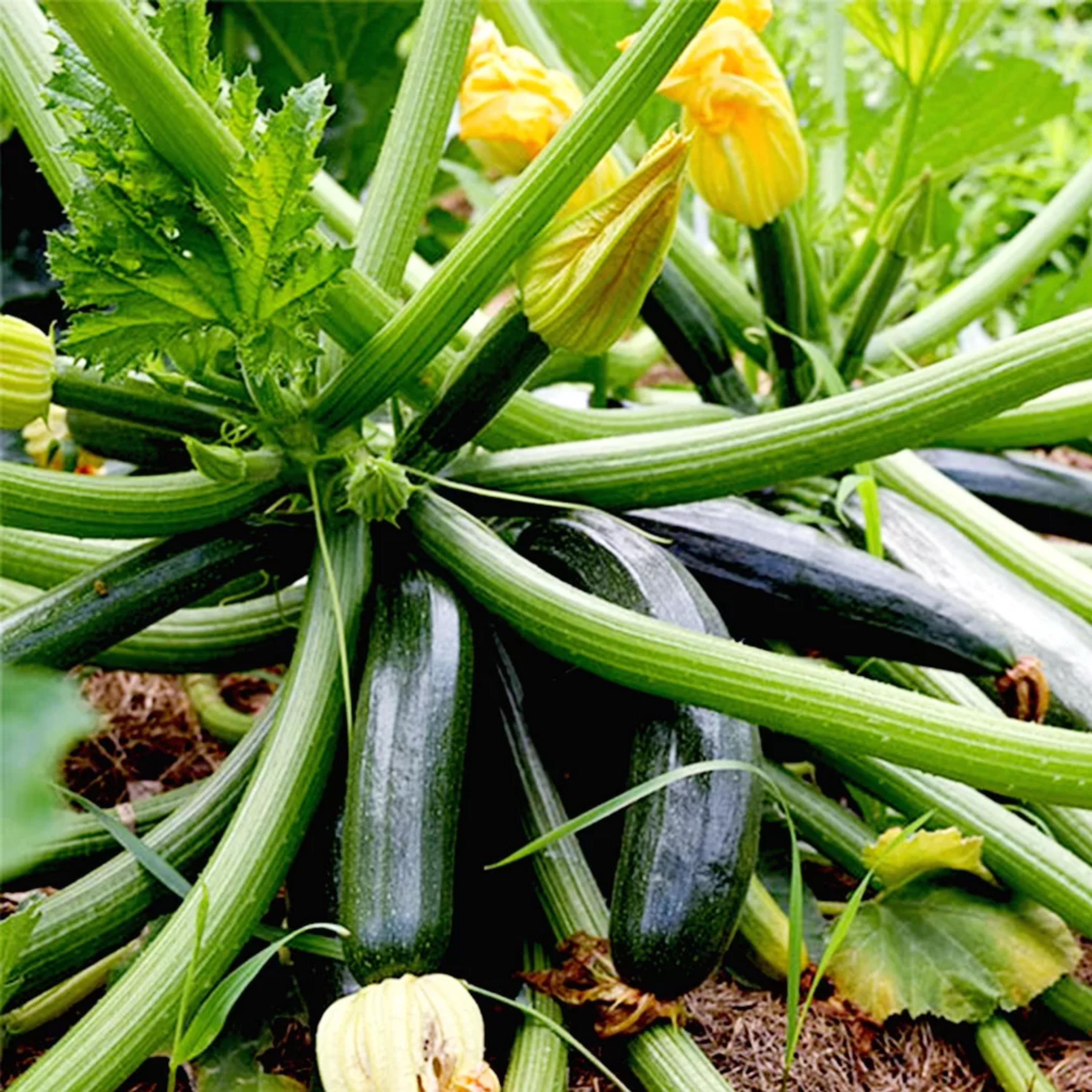 Squashed Spring Zucchini Squash Seeds - Annual - Edible, High Yield, Fast Growing, Open ...