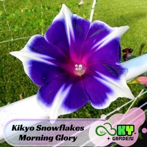 May include: A close-up of a blue and white morning glory flower with a pink center. The flower is called "Kikyo Snowflakes Morning Glory".