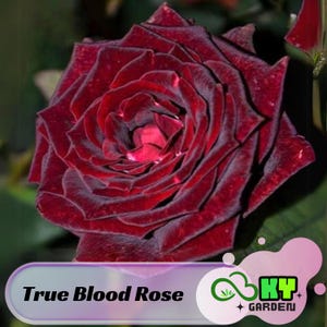 15s|True Blood Rose Seeds , Cold Resistant, Open-Pollinating, Deciduous, Beautiful Blooming Flowers – Planting in Fall/Early Spring